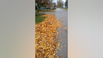 UPS driver snaps photo of boy in leaf pile to share message about safety