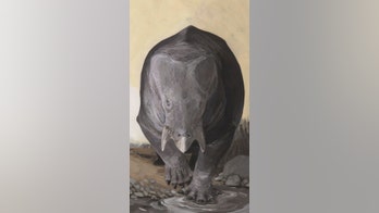 Enormous 20,000-pound 'rhino elephant’ roamed the Triassic