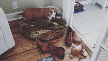 Dog pics go viral after she comforted herself in a way that is breaking people’s hearts