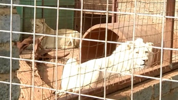 Mufasa the white lion’s legal battle heats up as sanctuary fears rare animal will be auctioned off to hunters