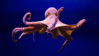 ‘Tens of thousands’ of baby octopuses at Georgia aquarium unexpectedly hatch