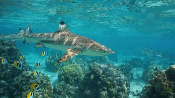 South Carolina shark attack survivor shares terrifying video of incident: I heard the 'crunch of my head'