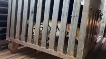 Man-eating tiger who is believed to have killed 13 people is shot dead in India after major hunt