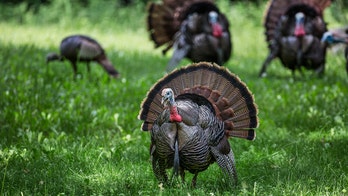 Turkey chases Wisconsin postal worker from house to house in viral video