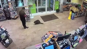 Beavers casually stroll into Cumberland Farms store, caught on video