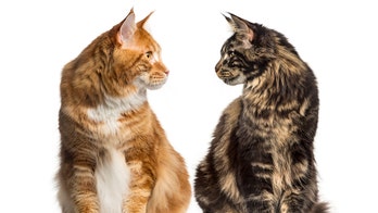 Cats go viral for failing to enter Japanese art museum for two years