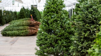 Fresh Christmas trees can be crawling with spiders, mites and other bugs: What you need to know