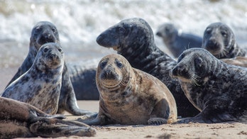 Fisherman rescued from cliff side after escaping aggressive seal colony, officials say