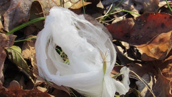 South Carolina battlefield covered in white cotton candy-like substance called 'hair ice'