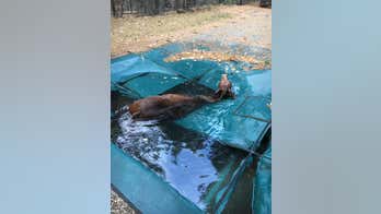 California man saves 'shivering' mule from drowning in pool after devastating Camp Fire