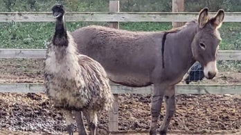 'Tail' of forbidden love: Donkey and emu's love story may prevent them from being adopted