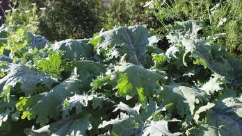 Heirloom Kale Salad