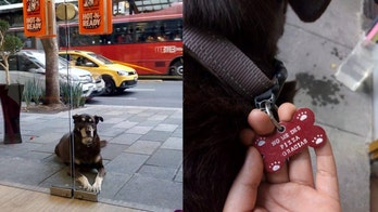 Dog who begs for Little Caesars pizza is outfitted with 'don't feed me pizza' tag