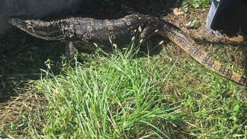 Giant lizard in Florida captured months after terrorizing family, evading capture: 'Everybody is relieved'