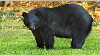 Pennsylvania man kills 679-pound male black bear at 5 yards with .357 handgun: report
