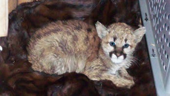 Baby mountain lion discovered at Colorado home was fed bratwurst, became sick, officials say