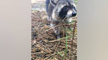 West Virginia police ‘apprehend’ raccoon ‘drunk’ on fermented crab apples