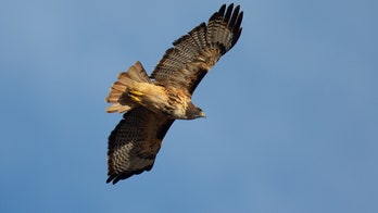 Tennessee man saves puppy allegedly attacked by hawk: ‘He almost bled out’