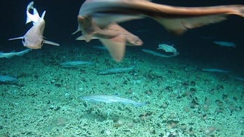 'Very rare' shark nursery discovered deep below the surface: 'It was incredible'