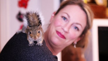 Rescued squirrel becomes part of woman's family, stashes nuts in her hair: 'He's so funny'