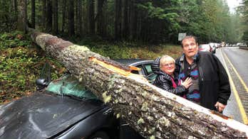 Washington couple nearly crushed when 100-foot tree falls on car: 'Thank God, and seat belts'