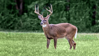 Tennessee hunters can donate a whole deer to provide meals to people in need
