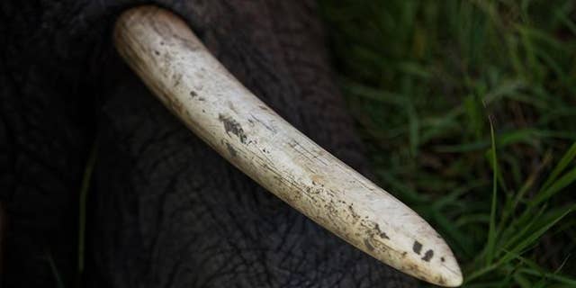 In this photo taken Wednesday, March 21, 2018, the tusk of a tranquilized elephant is seen during an operation to attach GPS tracking collars in Mikumi National Park, Tanzania.