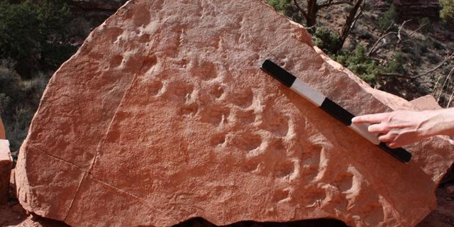 UNLV geologist Stephen Rowland discovered that a set of 28 footprints left behind by a reptile-like creature 310 million years ago are the oldest ever to be found in Grand Canyon National Park. (Credit: Stephen Rowland)