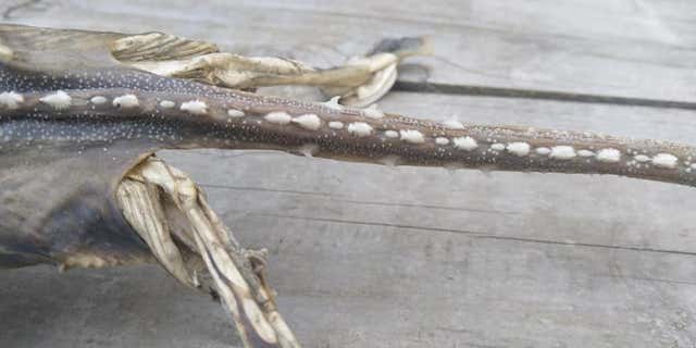 A marine scientist believes it's a New Zealand rough skate.