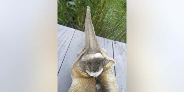 New Zealand rough skates often hang out in depths up to 700 feet.
