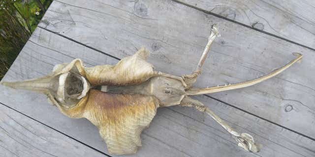 Mysterious Sea Creature Draws Alien Comparisons With Its Sharp Teeth Spiky Skin Fox News