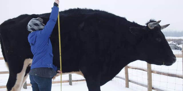 “He’s just the friendliest animal,” Schoenrock said. “He’s not very intimidating at all, except for his size. If you stood next to him he’ll just lay down next to you.”