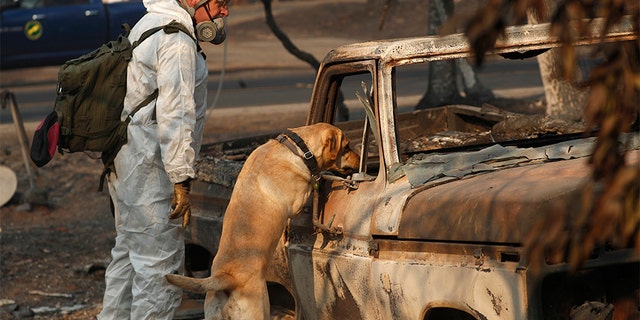 A search and rescue dog searches for human remains at the Camp Fire, in Paradise, Calif.