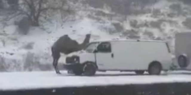 Einstein the camel was spotted stranded on the side of a road in Pennsylvania.