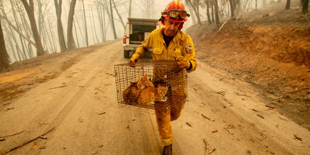 Capt. Steve Millosovich carries a cage of cats while battling the Camp Fire in Big Bend, Calif., on Friday, Nov. 9, 2018. Millosovich said the cage fell from the bed of a pick-up truck as an evacuee drove to safety. (AP Photo/Noah Berger)