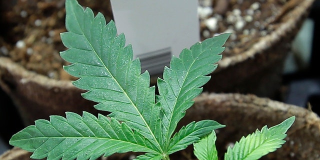 South Dakota's marijuana legalization ballot initiative would allow the possession, use and distribution of up to one ounce of marijuana. 