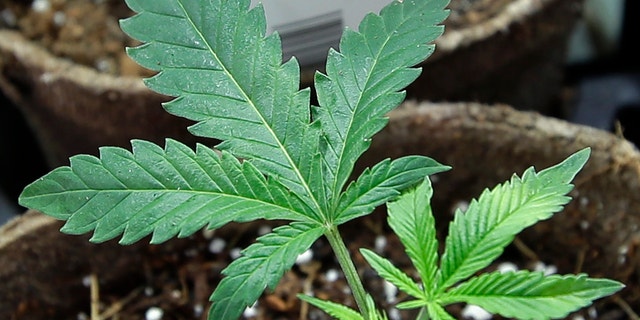 South Dakota's marijuana legalization ballot initiative would allow the possession, use and distribution of up to one ounce of marijuana.