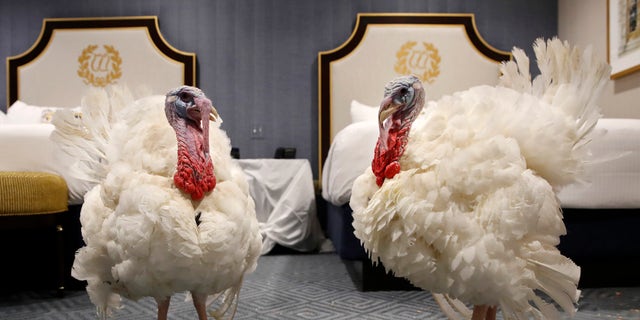 Trump Pardons Turkey A Look At The White Houses Thanksgiving Tradition Fox News 6110