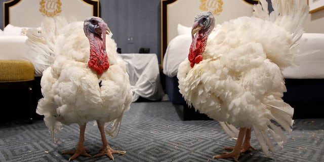 Two turkeys from South Dakota, Peas and Carrots, get comfortable in their room at the Willard InterContinental Hotel, after their arrival Sunday, Nov. 18, 2018, in Washington. The turkeys will be pardoned by President Trump during a ceremony at the White House ahead of Thanksgiving.