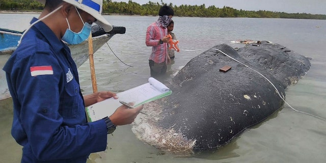 In this undated photo released by Akademi Komunitas Kelautan dan Perikanan Wakatobi (Wakatobi Marine and Fisheries Community Academy or AKKP Wakatobi), researchers collect data of the carcass of a beached whale at Wakatobi National Park in Southeast Sulawesi, Indonesia.