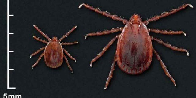 Asian longhorned ticks were first discovered in the U.S. in August 2017.