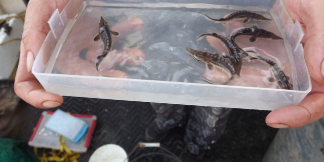 The baby sturgeon were found in the James River.