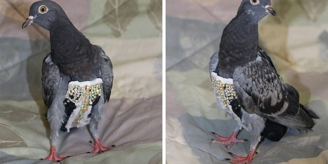 "Is he Liberace or the Rhinestone Cowboy? I haven't figured that one out yet," bird rescue owner Judy Kieran joked to KTVK.