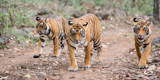 Hunters and poachers have destroyed tiger habitats, reducing their population by 95% across Asia.