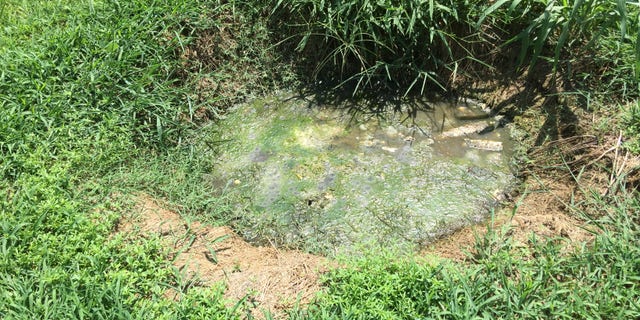 Raw sewage pit in resident's backyard, Lowndes County, AL.
