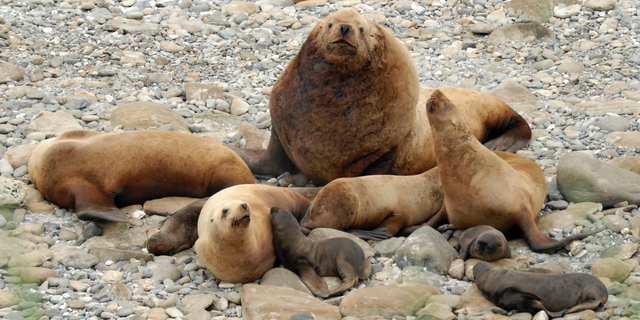 FILE - This 2016 photo provided by NOAA Fisheries, shows a harem of Steller sea lions with one large male, several females and their pups on Gillon Point at Agattu Island, Alaska. An Alaska salmon boat skipper has been fined $20,000 for killing endangered Steller sea lions with shotguns, according to federal prosecutors, Tuesday, Nov. 6, 2018. (Katie Sweeney/NOAA Fisheries via AP, File)