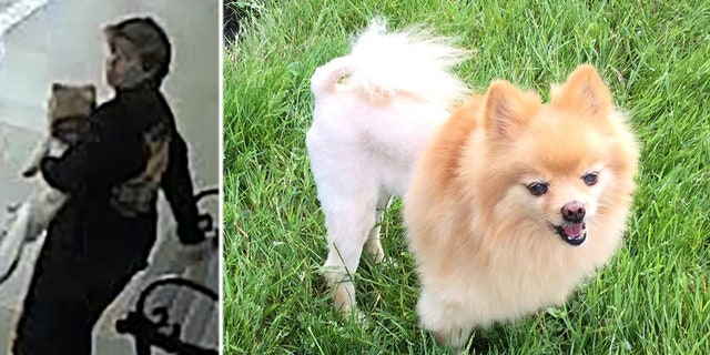 Two Florida women were captured on surveillance video stealing a service dog from a Vietnam veteran on Oct. 28.