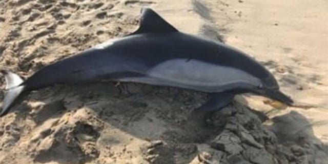A dead dolphin was found on Manhattan Beach on Nov. 8, 2018.