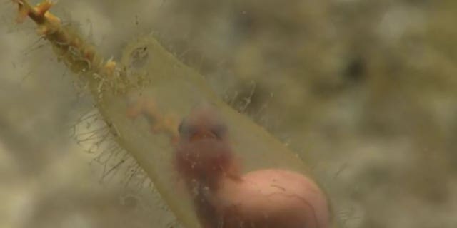 Scientists captured footage of a live shark embryo off the coast of Puerto Rico.