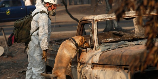 A search and rescue dog rescues for human remains at the Camp Fire, Friday, Nov. 16, 2018.